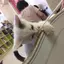 ともえのプロフィール画像