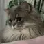 Rのプロフィール画像