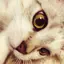 miyuのプロフィール画像
