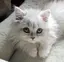 Rのプロフィール画像