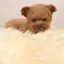 チーコのプロフィール画像