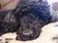 Saayaのプロフィール画像