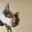 省吾のプロフィール画像