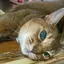 イチゴのプロフィール画像