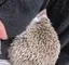あやかのプロフィール画像