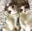 なつのプロフィール画像