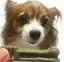 ぱぴこのプロフィール画像