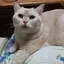 茶トラ軍団🐱🐯のプロフィール画像
