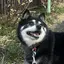 猫のプロフィール画像