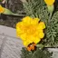 やまだのプロフィール画像