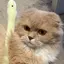 ちゃいのプロフィール画像