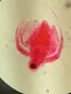 りんのプロフィール画像