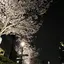 ももものプロフィール画像
