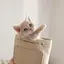 ぽのプロフィール画像