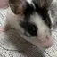 みさとのプロフィール画像