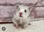 しゃろのプロフィール画像