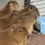 わあのプロフィール画像