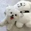 🐶のプロフィール画像