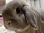 はるのプロフィール画像