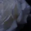 慧子のプロフィール画像