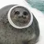 はざらしのプロフィール画像