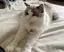 らーらのプロフィール画像