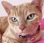 ゆかのプロフィール画像