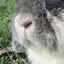 ことのプロフィール画像