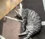 ふぅみのプロフィール画像