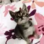 やまちのプロフィール画像