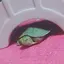 ぼんぬのプロフィール画像