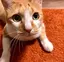 solのプロフィール画像