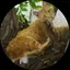 れえなのプロフィール画像