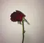 ミカのプロフィール画像