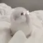 ᓀ‸ᓂのプロフィール画像