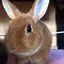 ふうちゃんの飼い主のプロフィール画像