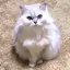 だりあのプロフィール画像