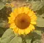 花のプロフィール画像