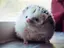 かなのプロフィール画像