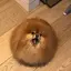 チンアナゴのプロフィール画像