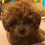 エリコのプロフィール画像