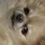ひのプロフィール画像