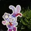 aliceのプロフィール画像