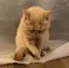 未来のプロフィール画像