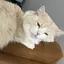 ななきちのプロフィール画像