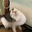 nicoのプロフィール画像