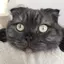 エリーのプロフィール画像