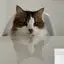 mmのプロフィール画像