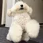 せのプロフィール画像