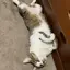 ノムのプロフィール画像